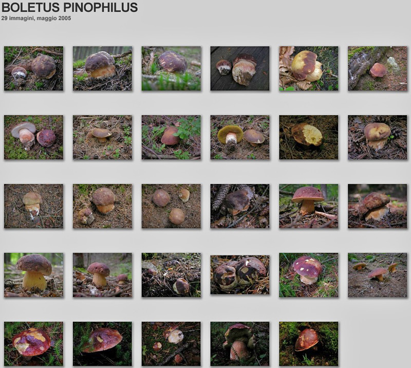 BRISE......sar� forse un addio.